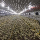 Automatic Broiler Farming System Poultry Farm Equipment for Chicken