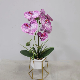 Orchid Plant Silk Flower with Pink Lip Artificial Plants for Wedding