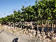  Live Plants Mango Fruit Tree and Mangifera Indica Grafted Tree