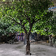  Custom Home Restaurant Hotel 15FT Large Big Ficus Tree Banyan Artificial Tree