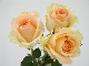 Wholesales Fresh Cut Rose Flower Preserved Flower for Decoration Christmas Valentine′s Day From China