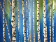 Handmade Blue Birch Landscape Oil Paintings for Home Decoration