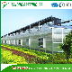Polycarbonate Board Greenhouse for Vertical Farming