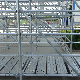 Wholesale Steel Galvanized Layher Allround Scaffolding Ringlock System Scaffold