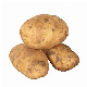  2023 New Crop Harvest Fresh Potato Holland Potatoes