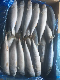 Sea Frozen Whole Round Pacific Mackerel Frozen Fish From China Factory