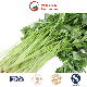 Organic Green Vegetables Wholesale Fresh Healthy Green Celery