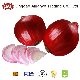  High Quality China Fresh Red Onion Pearl Onion for Exporting