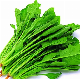  High Quality IQF Chopped Spinach 3/8