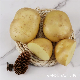  Yellow Potato Fresh Potato Export