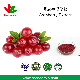 1% to 25% Fruit Extract Anthocyandins Powder Cranberry Extract