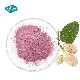 Fruit Powder Products Manufacturers Mulberry Fruit Frozen-Dried Powder Water Soluble in Bulk