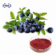 36% 18% 25% Bilberry Powder Extract Kosher Halal Bilberry Fruit Extract Powder