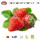  2021 Frozen Sweet Strawberry A13/Sweet Charlie/All Star High Brix with Good Quality