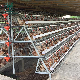  Hot Sale 128 160 Birds Capacity Cheap Hot Dip Galvanized  Poultry Farming A Type 4 Tiers Laying Hens Layer Chicken Cage in Algeria