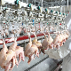  300-2000bph Poultry Processing Plant