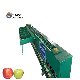 Round Fruit Grading Clasificar Apples Sorter Tomato Sorting Machine