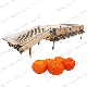 Custom Round Shape Fruit Sorting & Grader Apple Orange Sorting Grading Machine Price manufacturer