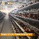 A Type Automatic Chicken Battery Laying Hens Cage poultry equipment for Sale manufacturer