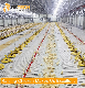 Retech Design Livestock Chicken Floor Raising Poultry Farm Equipment with Pan Feeding System manufacturer