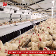 High Quality Poultry Farm Breeder Feeding Floor System Equipment