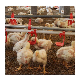 Stable Quality Poultry Animal Water Nipple Drinkers