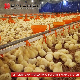 Poultry Farm Floor Raising Breeder Pan Feeding System