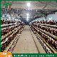  Hot Sale Birds Capacity 1250mm*1000mm*2015mm Cheap Hot DIP Galvanized Poultry Farming a Type 4 Tiers Laying 3120/3075 Poultry Farm Equipment