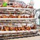 Hot DIP Galvanize Steel Big a Type Poultry Farm Equipment Battery Layer Automatic Chicken Cage with Egg Laying System