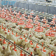 Automatic Poultry Farm Equipment Breeder Pan Feeder System for Chicken House