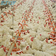  Poultry Chicken Farming Equipment Automatic Breeder Pan Feeder Broiler Floor Feeding
