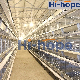 Complete Factory Price Poultry Farming Hen Chicken Coop Egg Layer Cage with Building manufacturer