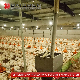 Poultry Farm Equipment Broiler Raising System Chicken Feeding Line manufacturer