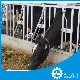 Cattle Feeding Equipment Cow Headlocks Customized Design for Dairy Farm for Sale manufacturer