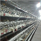 Automatic Layer Chicken Cages Automatic Egg Poultry Farming for Chicken