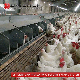 Auto Pan Feeder Poultry Farm Floor Raising System for Breeder manufacturer