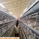 H-Frame Chicken Broiler Breeding Cage Bird Coop Poultry Farm Machinery manufacturer