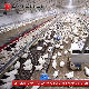 2023 Cheap Breeding Chicken Automatic Poultry Feeder for Broiler and Breeder for Poultry Breeder Farm manufacturer