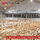  Automatic Chicken Raising System Floor Raising Equipment