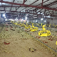 Steel Structure Agriculture House Poultry Feeding Equipment for Chicken manufacturer