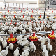 Agrologic Controller Chicken Poultry Farming Equipment Price manufacturer