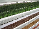 Micro Malt Equipment/Barely Animal Feed/Wheat Grass Sprouter Hydroponic