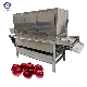 Professional Automatic Onion Garlic Peeler Machine with Good Factory Price manufacturer