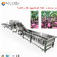 Automatic Sweet Potato Washing and Sorting Machines manufacturer