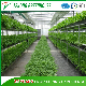  Soil-Less/Hydroponics/Coir Peat/Rock Wool/Substrate Cultivation System