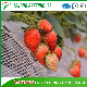 New Style Strawberry Culture Shelf with Easy Installation Support Skeleton and Fruit Support Net