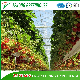  Economical Three Layers a-Style Frame for Green House Strawberry Culture Easy Installation and Strawberry Picking
