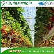 Economical Three Layers a-Style Frame for Green House Strawberry Culture Easy Installation and Strawberry Picking