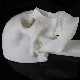  China Supplier SLA Resin Material for Preoperative Skull Planning 3D Printing