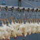 Poultry Abattoir Slaughterhouse Slaughter Equipment for Chicken Processing Plant